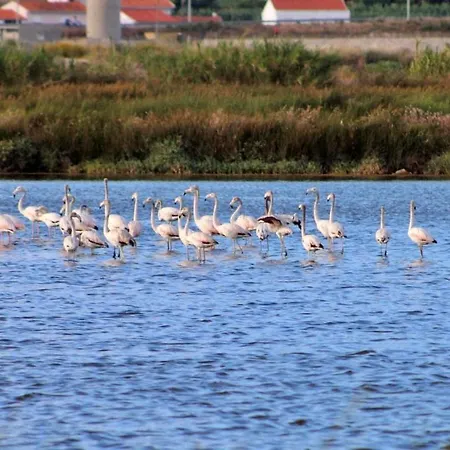 Stella Di Mare Local فيغيورا دا فوز
